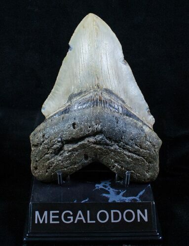 Bargain Inch Megalodon Tooth #3914